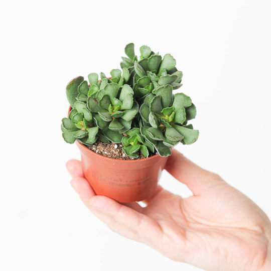 Adromischus cristatus Plants GrowTropicals