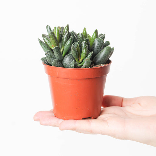 Adromischus cooperii 'Small Form' Plants GrowTropicals