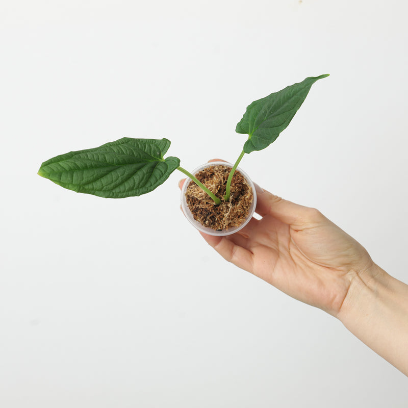 Chlorospatha longipoda Plants GrowTropicals