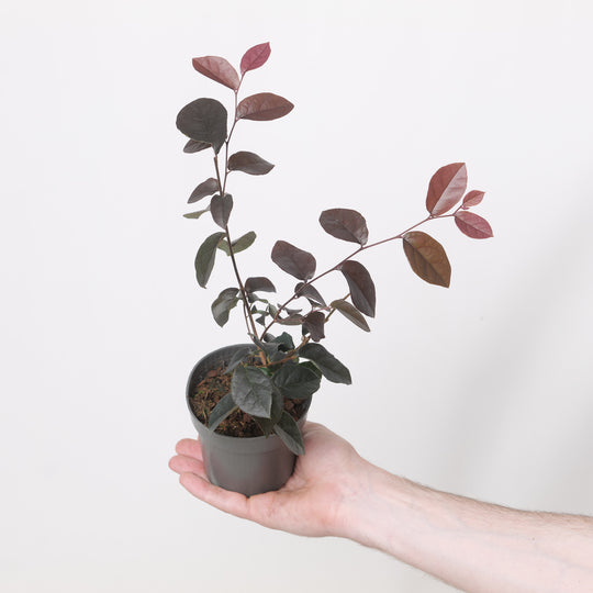 Loropetalum Fire Dance Plants - Outdoor GROW TROPICALS
