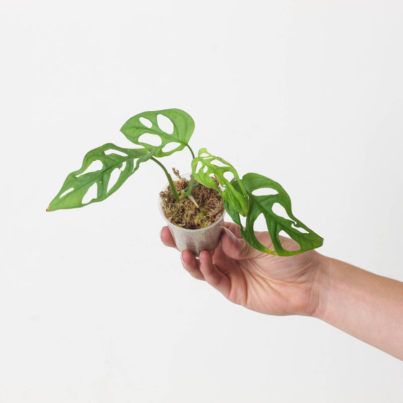 Monstera cf. obliqua 'Los Tayos' — 6cm