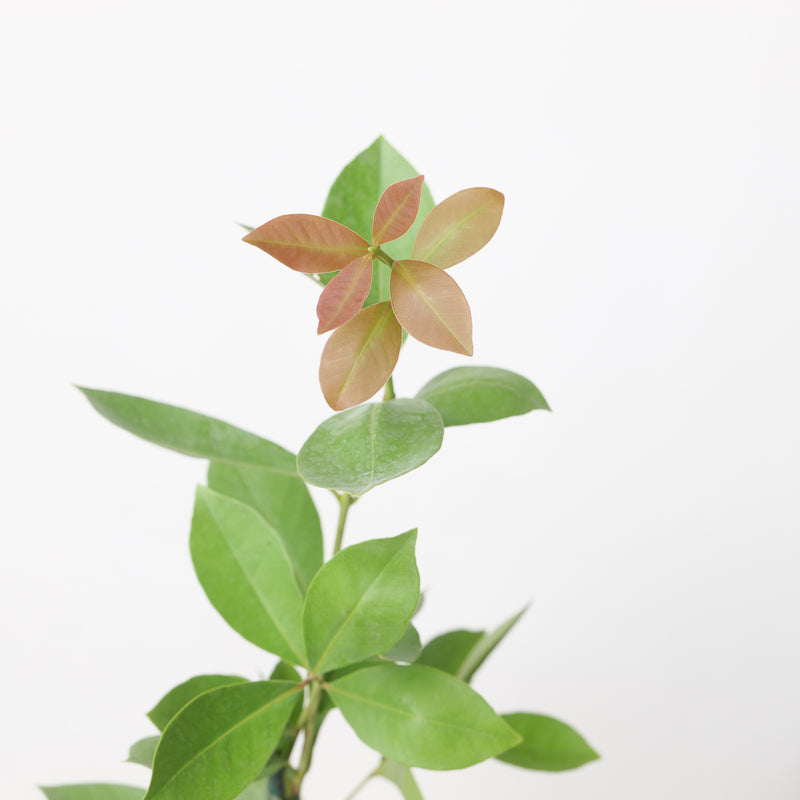 Psidium cattleianum lucidum — 9cm / 0.5L