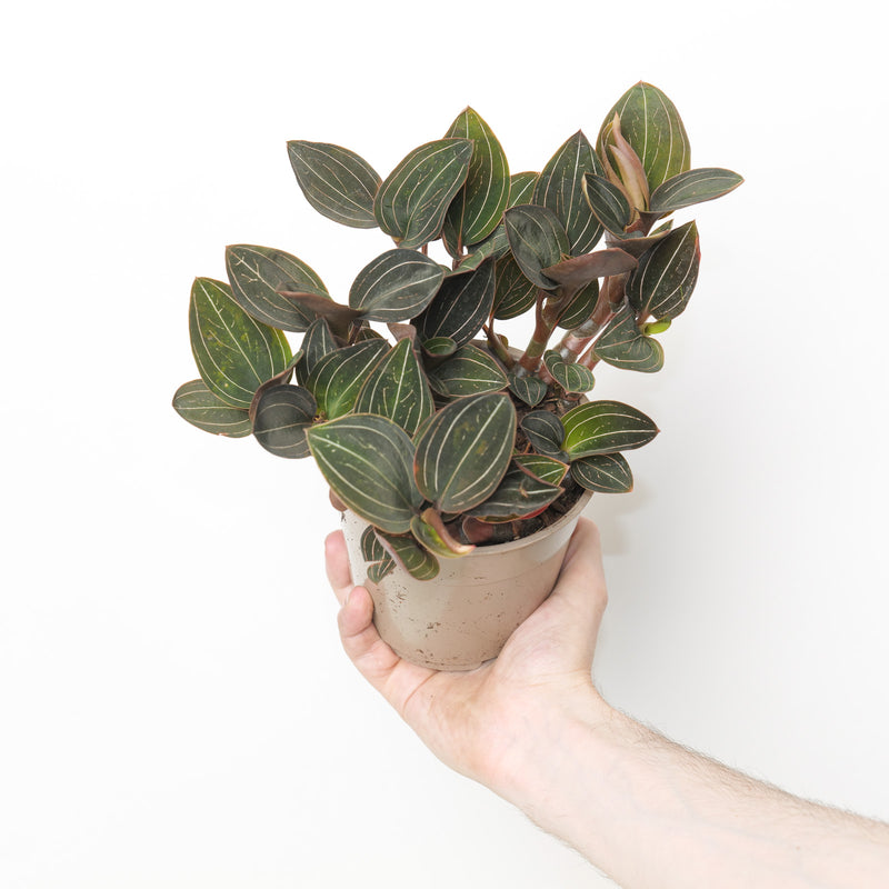 Ludisia discolor Plants GrowTropicals