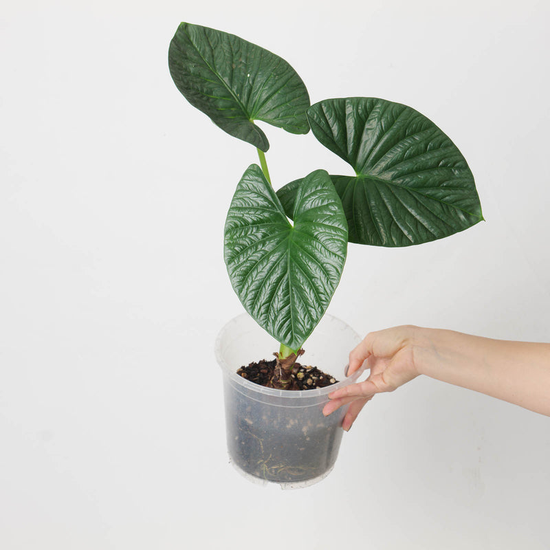 Imperfect Alocasia 'Lukiwan' | sinuata x alba Plants GrowTropicals