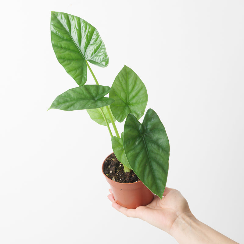 Imperfect Alocasia 'Lukiwan' | sinuata x alba Plants GrowTropicals