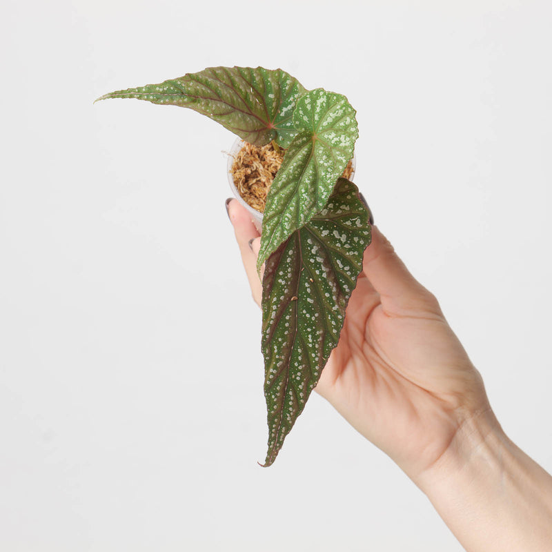 Begonia lukuana — 6cm