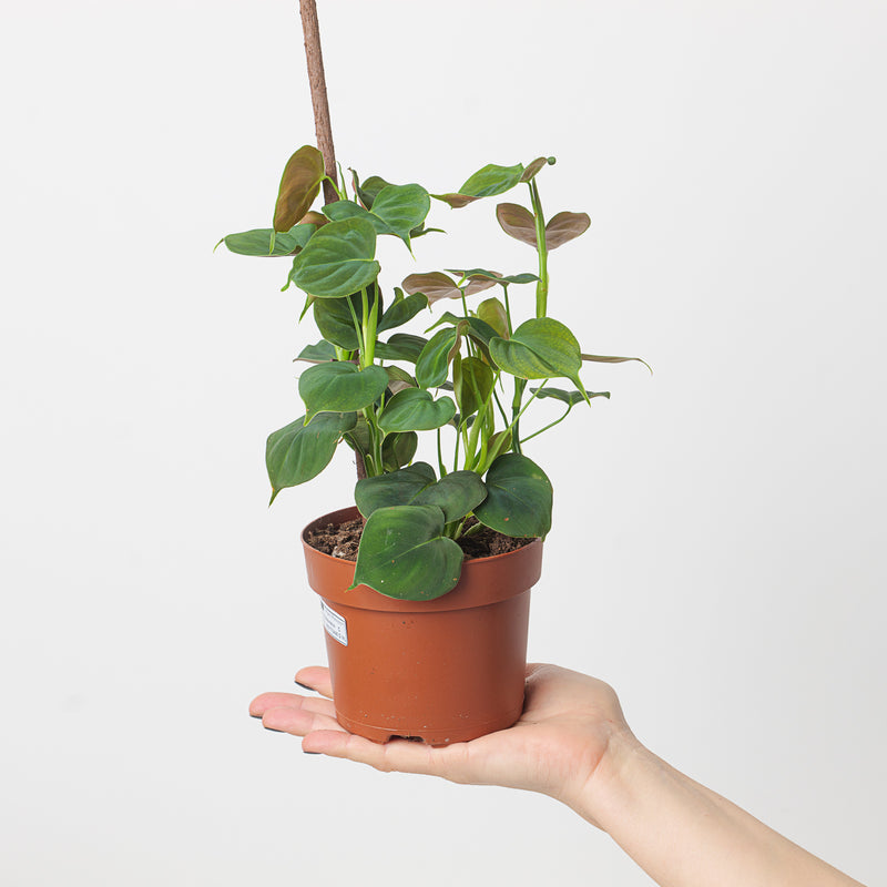 Philodendron lupinum 12cm Plants GrowTropicals