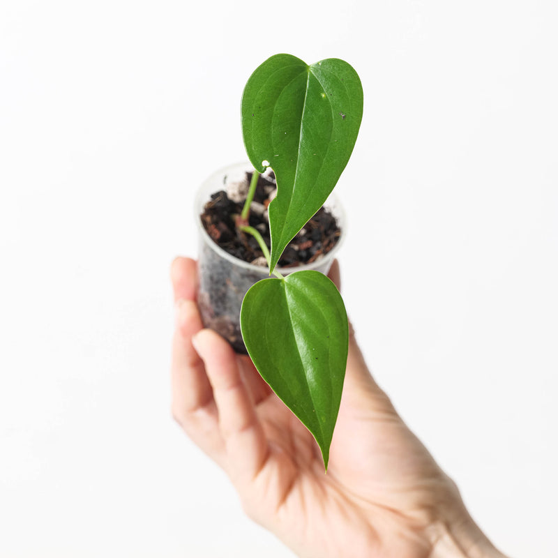 Anthurium lucens 6cm Plants GrowTropicals