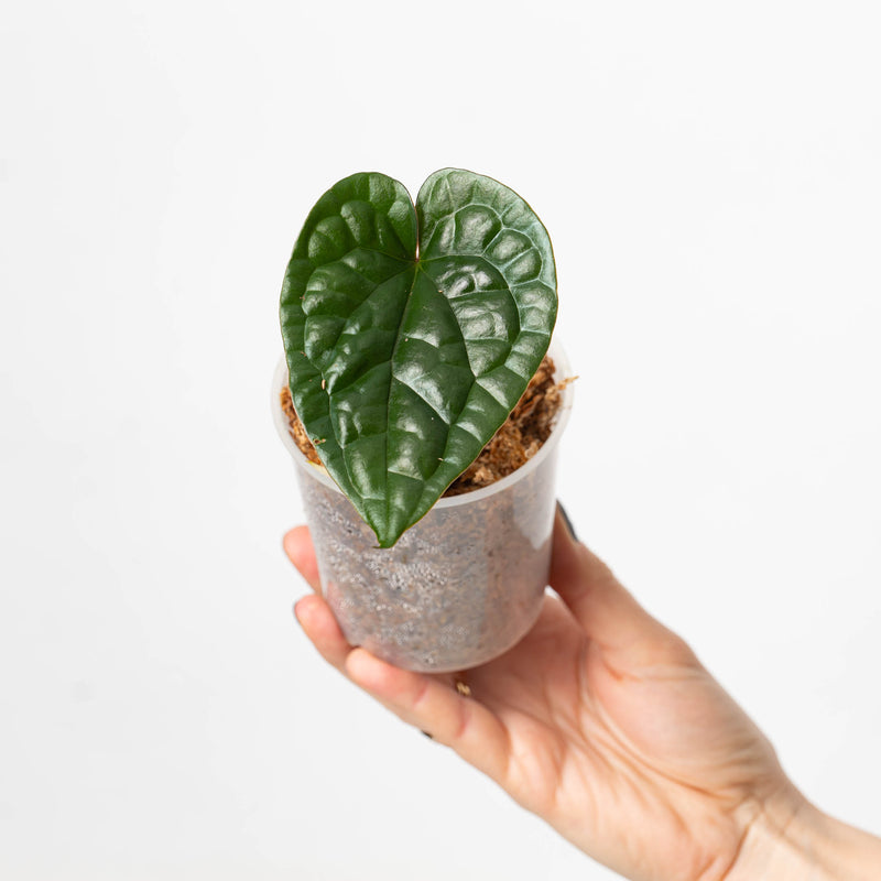 Anthurium luxurians Dark Green Form Plants GrowTropicals