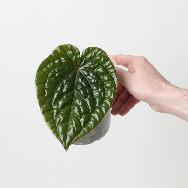 Anthurium luxurians Round Plants GrowTropicals