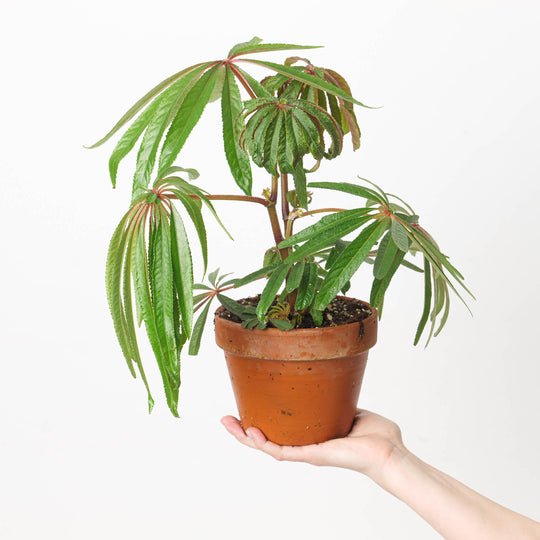 Begonia luxurians 16cm Plants GrowTropicals