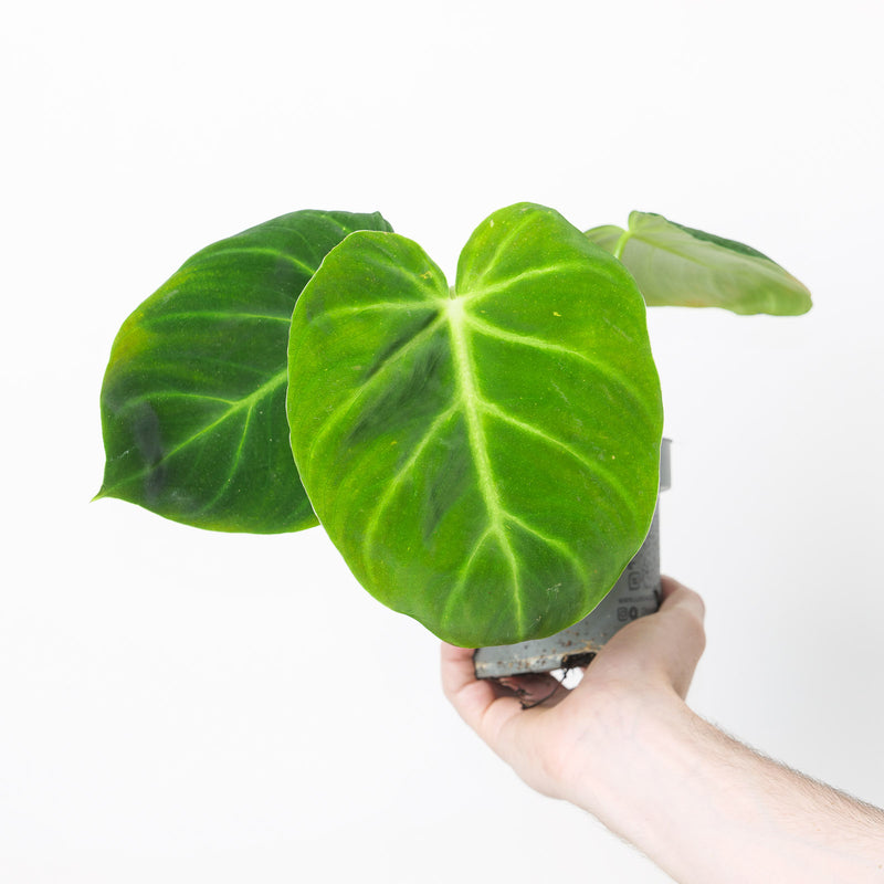 Imperfect Philodendron luxurians Plants GrowTropicals