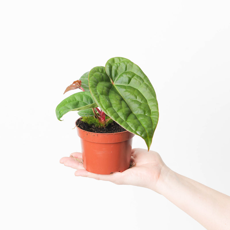 Anthurium regale x luxurians — 10.5cm