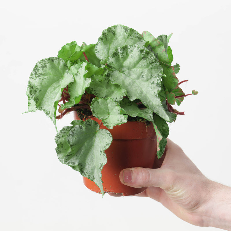 Begonia luzonensis Plants GrowTropicals