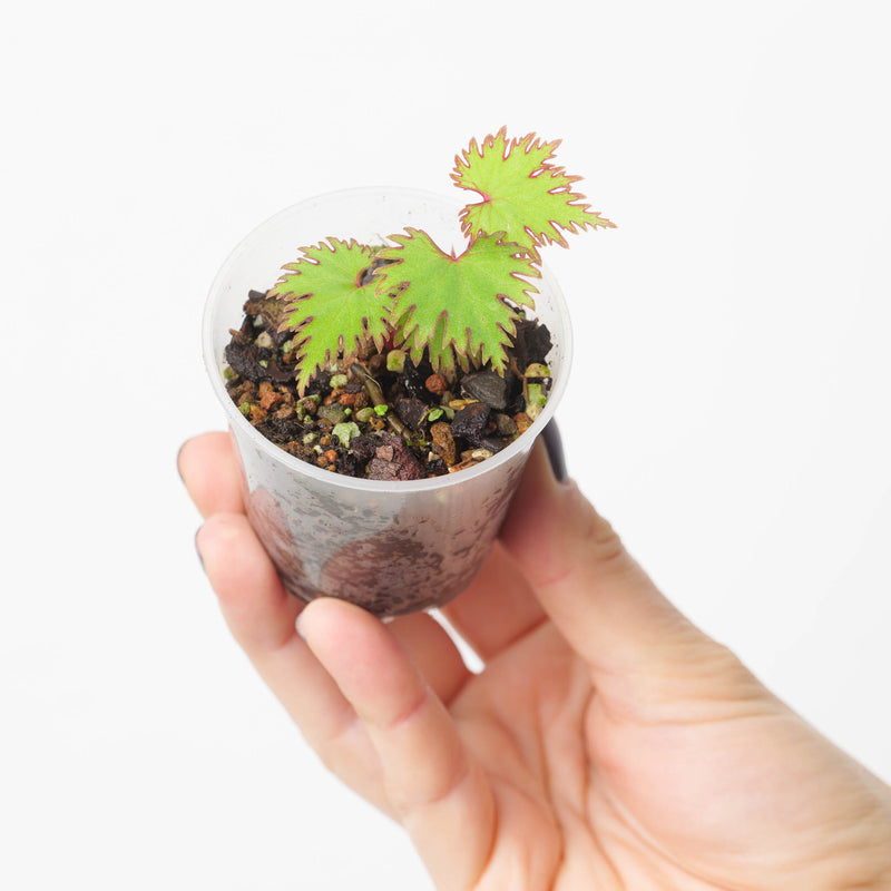 begonia lyallii f. masoalensis Plants GrowTropicals