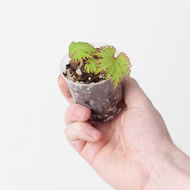 begonia lyallii f. masoalensis — 6cm