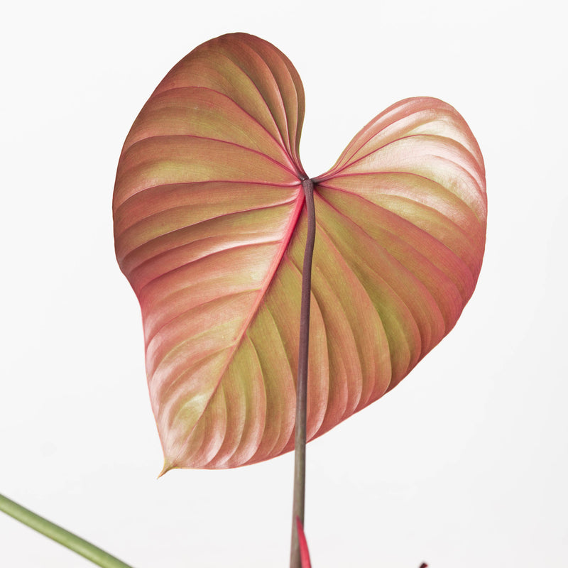 Philodendron lynamii / devansayeanum Plants GrowTropicals
