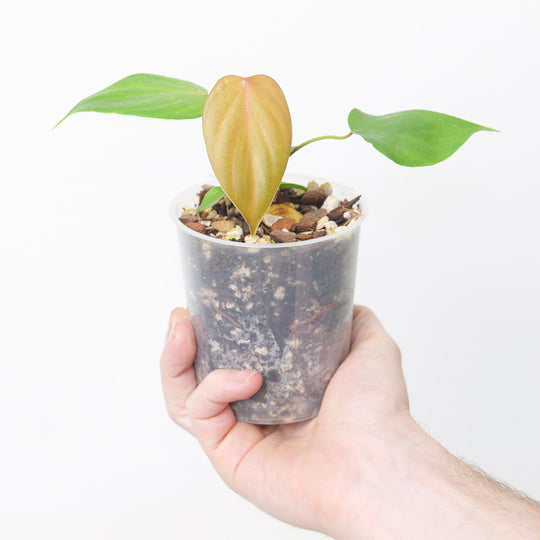 Philodendron lynamii / devansayeanum 9cm Plants GrowTropicals