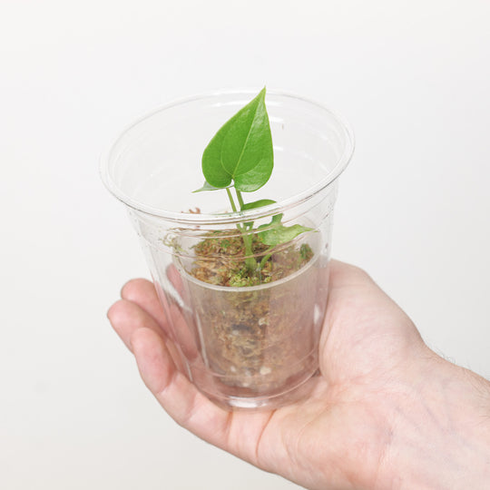 Anthurium Macrolobium (Plantlet) Plants GrowTropicals