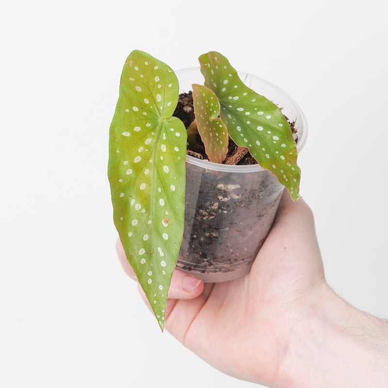 Begonia maculata (Brazilian Form) 9cm Plants GrowTropicals