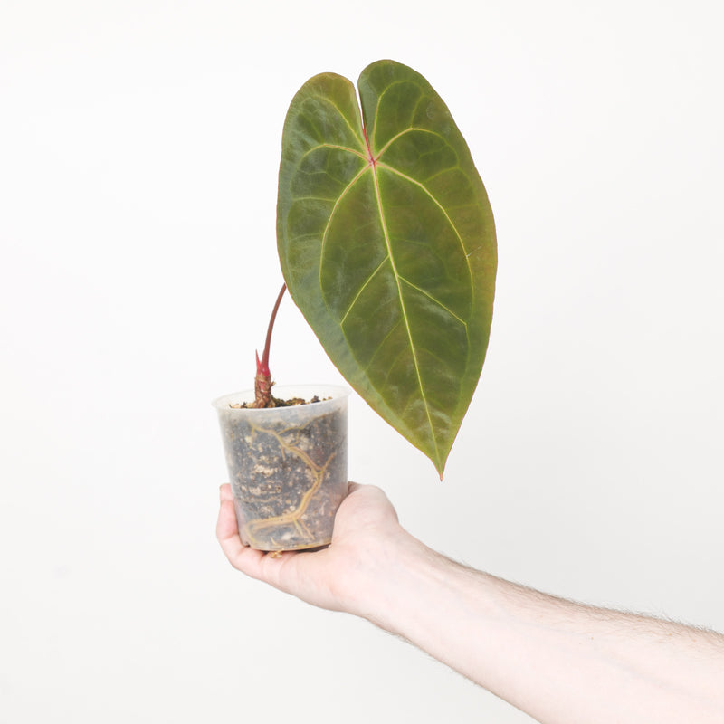 Anthurium (Magnificum x Forgetii) x Papillilaminum Plants GrowTropicals