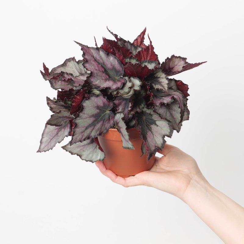 Begonia Magma Plants GrowTropicals