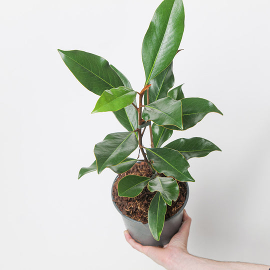 Magnolia grandiflora 'Kay Parris' Plants - Outdoor GROW TROPICALS