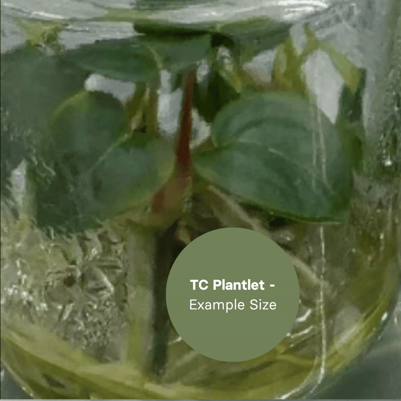 Anthurium Magnificum x Regale (TC Plantlet) - Preorder Plants GrowTropicals