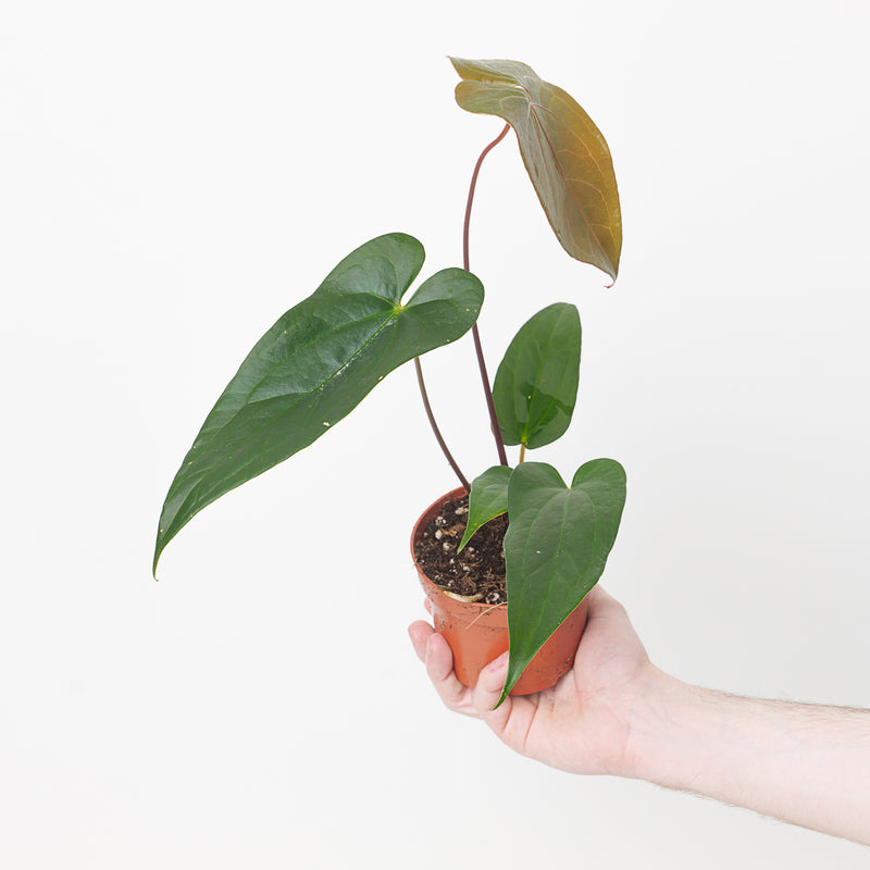 Anthurium magnificum x nigrolaminum 'Gigi' Plants GrowTropicals