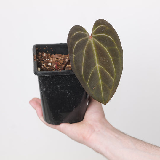 Anthurium magnificum x papillilaminum Plants GrowTropicals