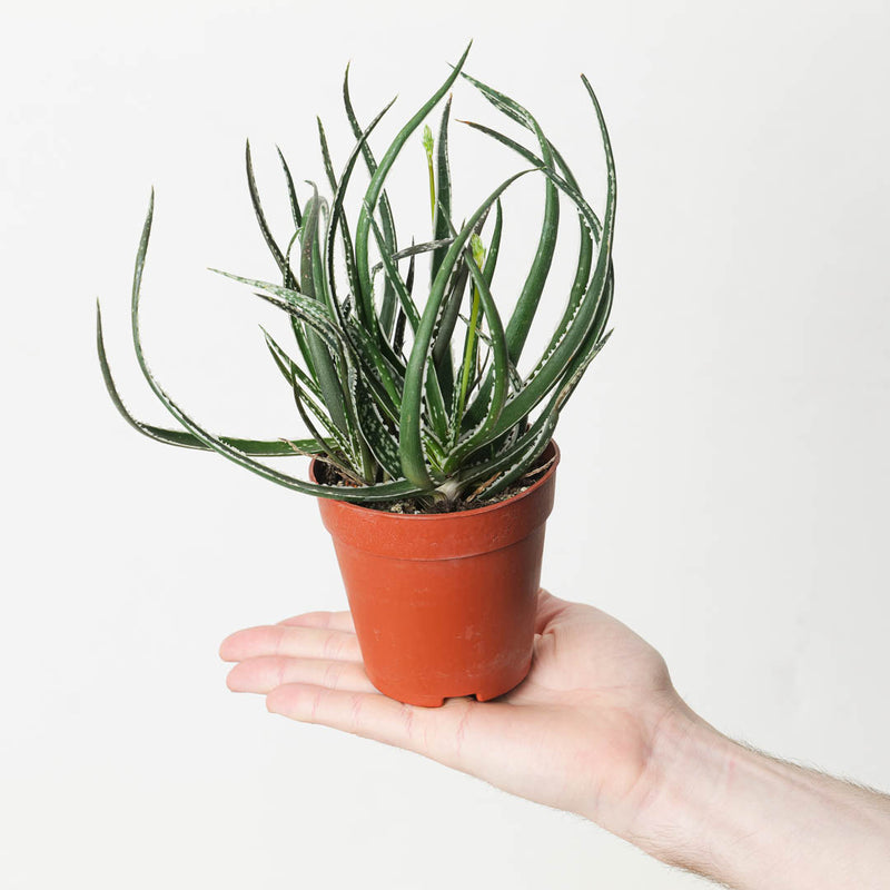 Aloe 'Hummingbird' Plants GrowTropicals