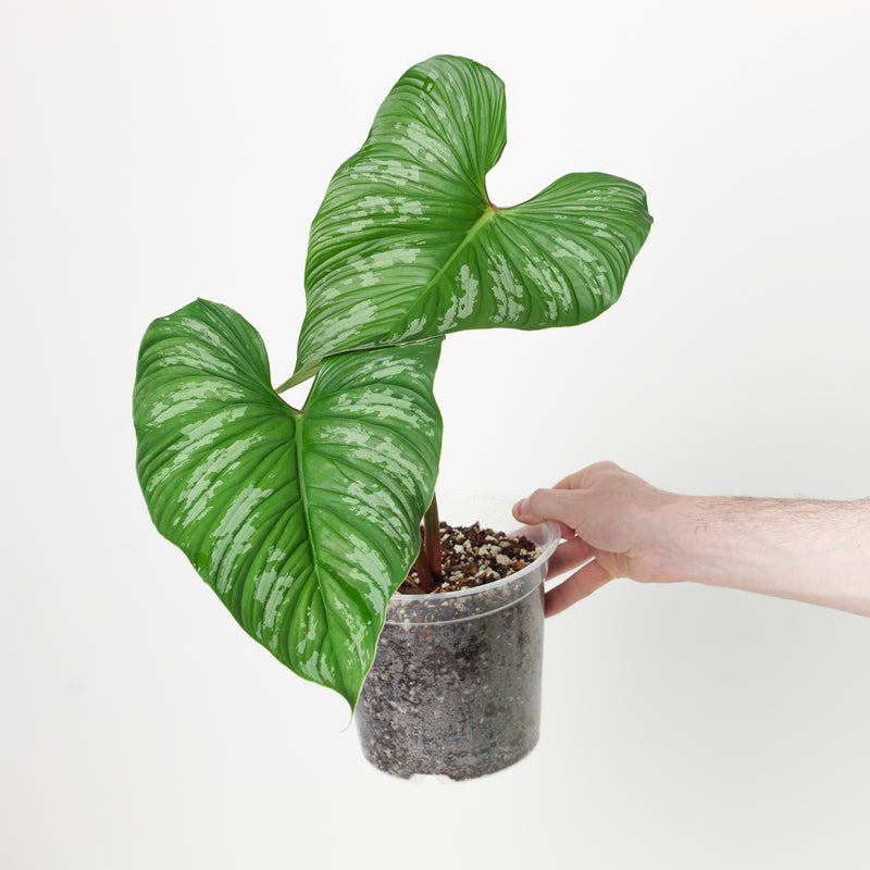 Philodendron mamei (Larger Leaves) Plants GrowTropicals