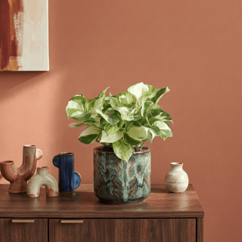 Epipremnum 'Happy Leaf' Plants GrowTropicals