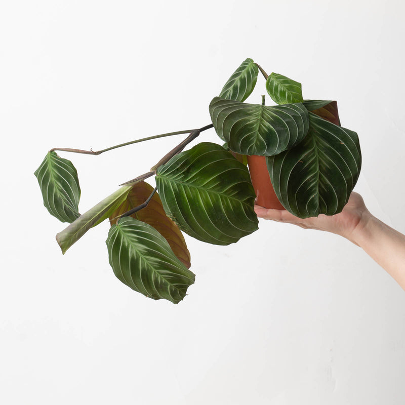 Maranta sp. 'Dark' 12cm Plants GrowTropicals