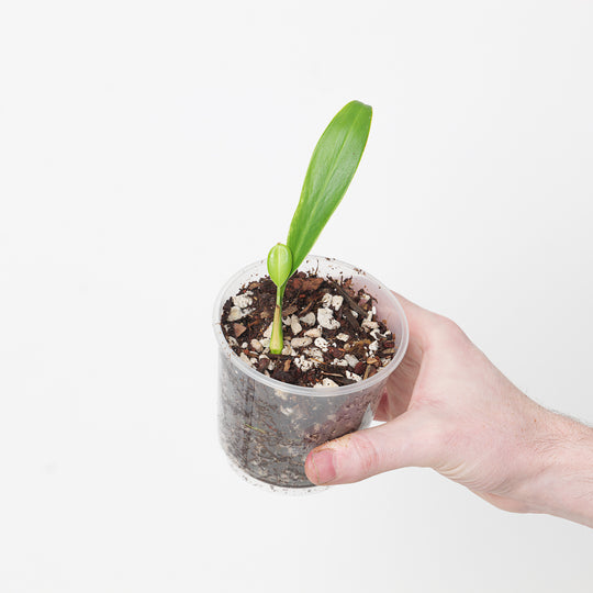 Stenospermation marantifolium Plants GrowTropicals