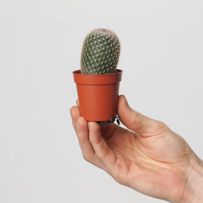 Mammillaria matudae — 5.5cm