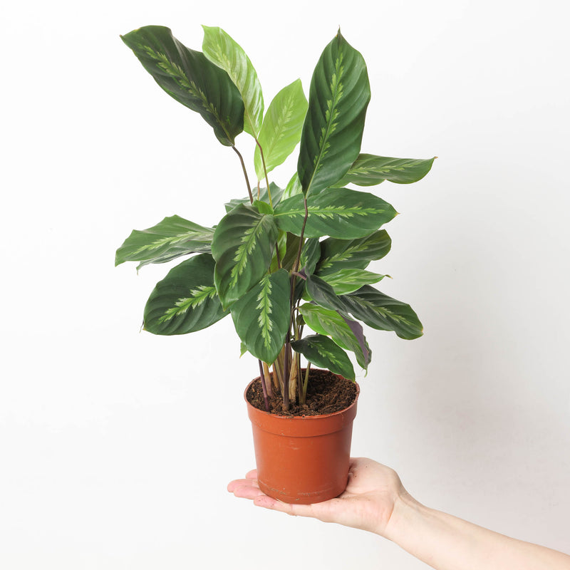 Calathea Maui Queen Plants GrowTropicals