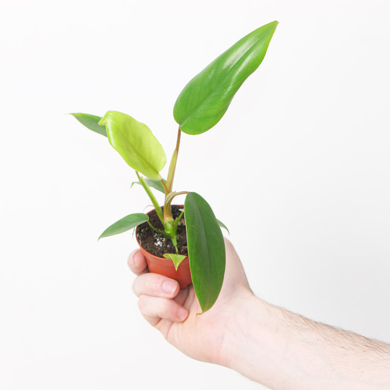 Imperfect Philodendron Mayoi Plants GrowTropicals