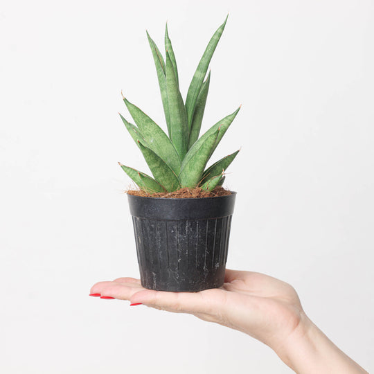 Sansevieria trifasciata 'Pineapple' 10.5cm Plants GrowTropicals