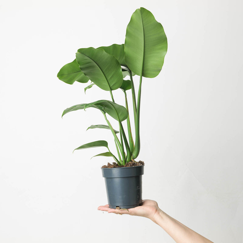 Epipremnum giganteum Plants GrowTropicals