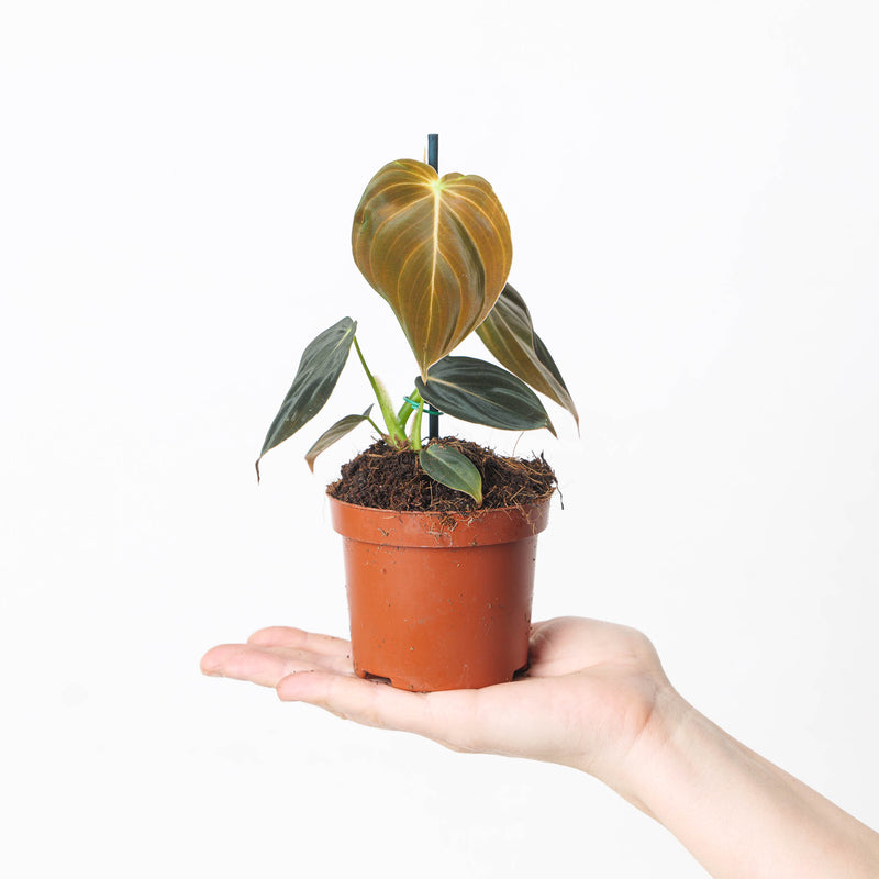 Imperfect Philodendron Melanochrysum Plants GrowTropicals