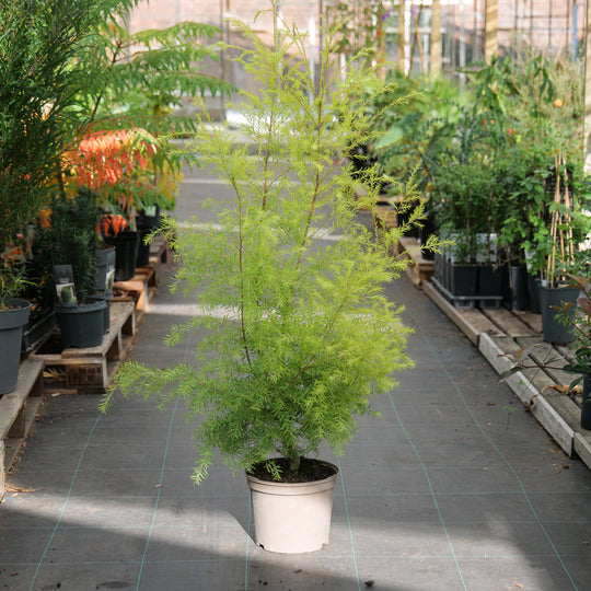 Melaleuca bracteata 'Sunglow' 23cm / 5L Plants - Outdoor GROW TROPICALS