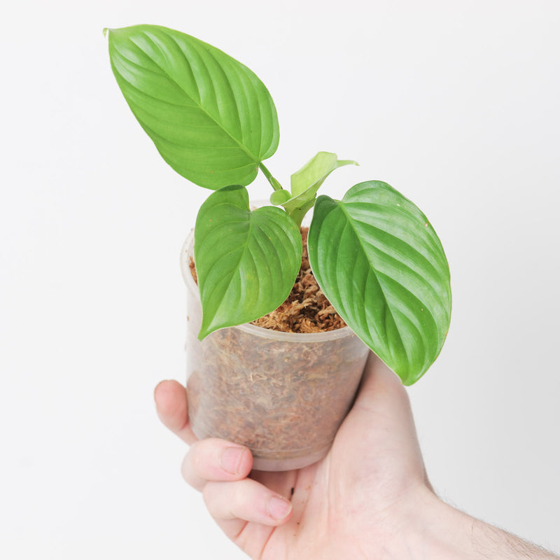 Philodendron melanoneuron Plants GrowTropicals