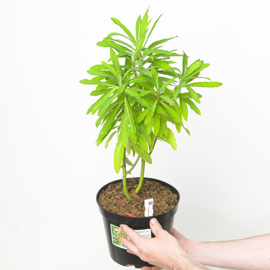 Euphorbia mellifera (Honey Spurge) 19cm / 3L Plants - Outdoor GROW TROPICALS