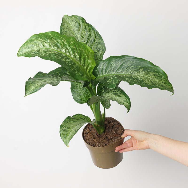 Dieffenbachia 'Memoria Corsii' Plants GrowTropicals