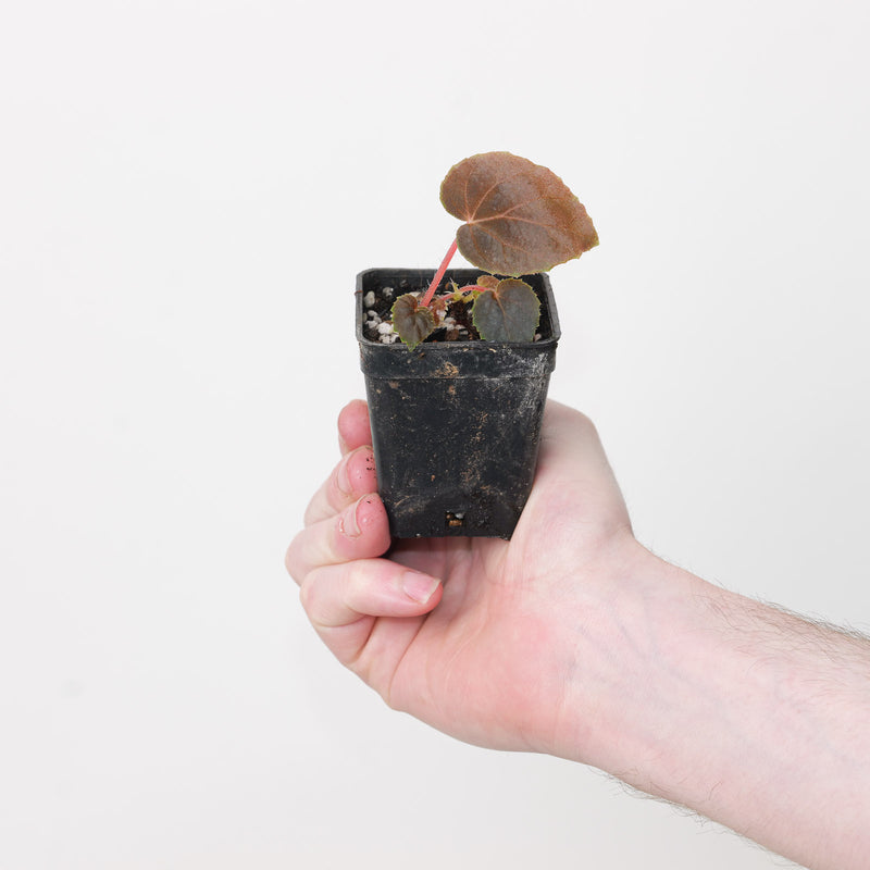 Begonia metachroa Plants GrowTropicals