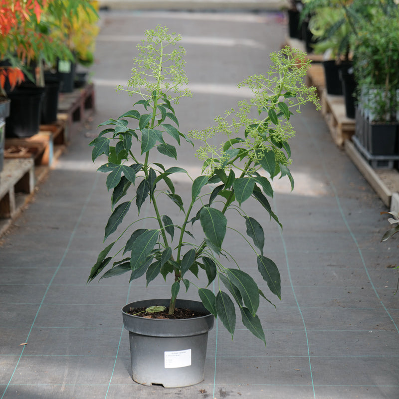 Metapanax davidii 23cm / 5L Plants - Outdoor GROW TROPICALS