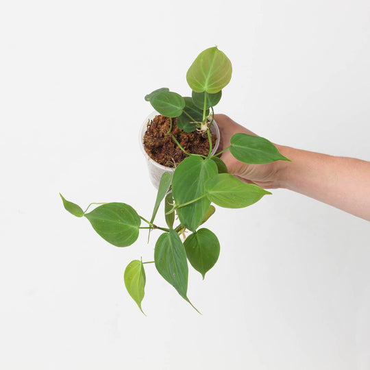 Philodendron micans 'Green Form' Plants GrowTropicals