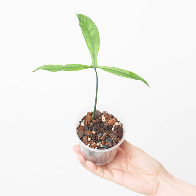 Philodendron micranthum Plants GrowTropicals