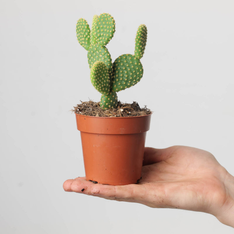 Opuntia microdasys — 8.5cm
